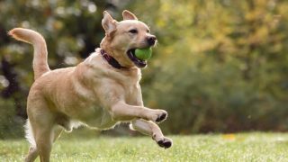Dog Plays With A Tennis Ball