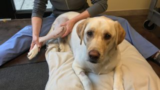 Joint Mobility Work With A Dog Recovering From Surgery