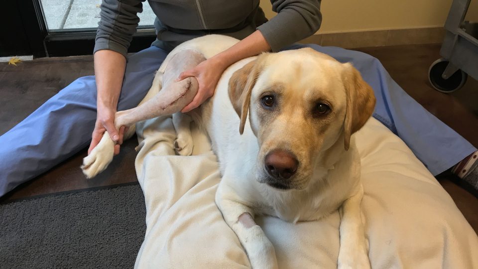 Joint Mobility Work With A Dog Recovering From Surgery