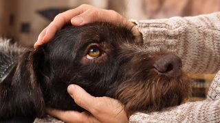 Old Dog Looks Up At Owner