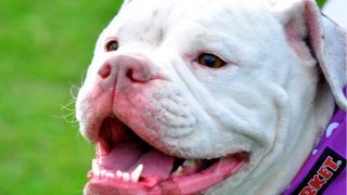 White Bull Dog With Mouth Open