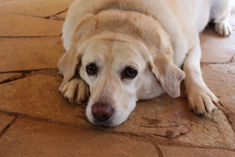 Overweight Labrador