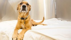 Pit Mix Lays On A Bed