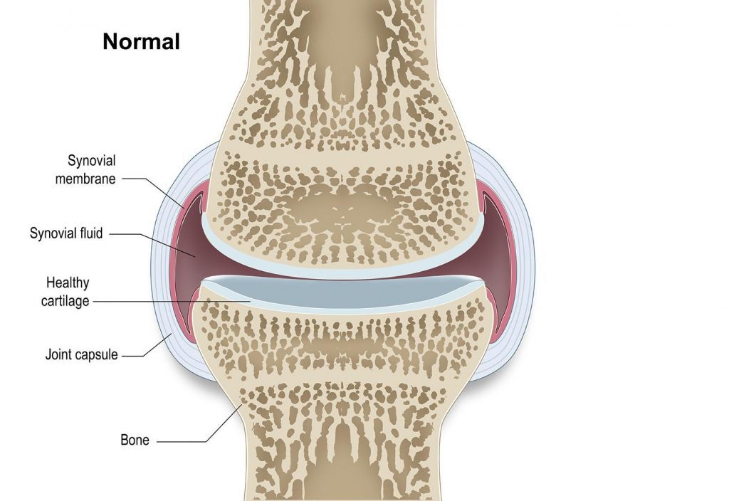 Illustration of healthy joint without arthritis