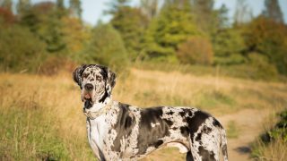 Great Dane On A Hiking Trail