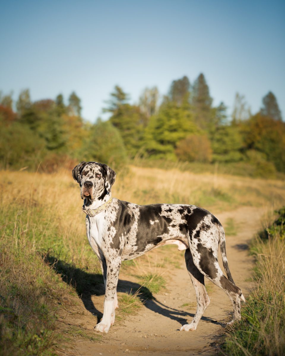 Great Dane On A Hiking Trail