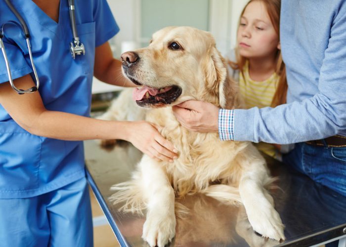 Golden Retriever Being Checked By Nurse & Family
