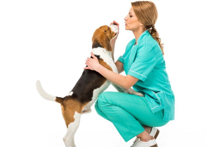 Nurse In Scrubs Checking On A Beagle