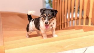 Dog on stairs