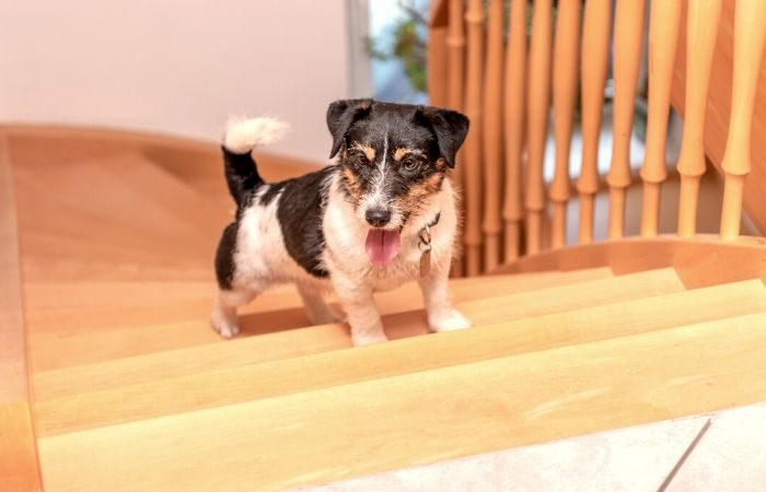 Dog on stairs