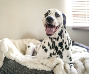 dog on dog bed