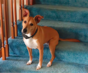 Dog on carpeted stairs