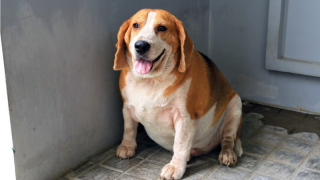 Fat Dog Sitting On Tile