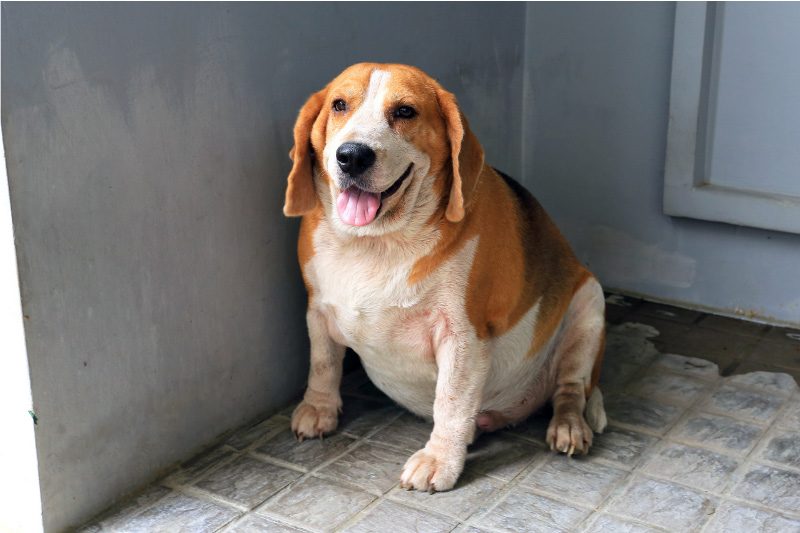 Fat Dog Sitting On Tile