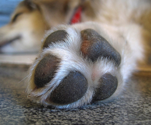 Close up of well trimmed nails and paw