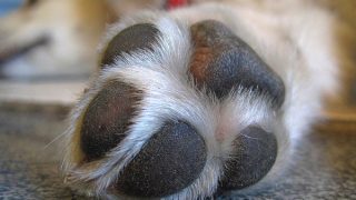 Close up of well trimmed nails and paw