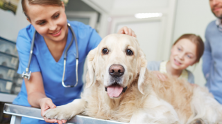 Nurse Scratches A Dogs Head
