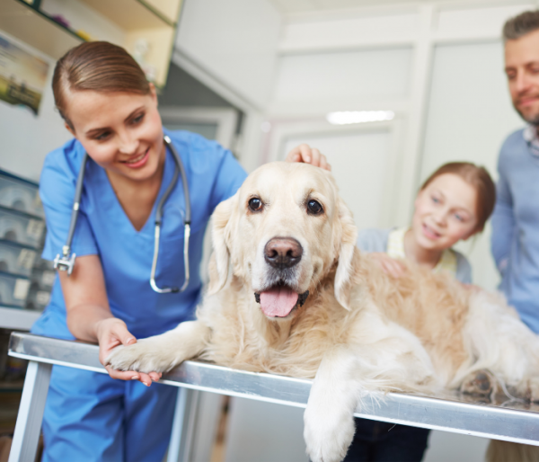 how can i treat my dogs hip dysplasia at home