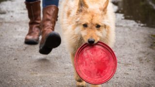 Dog walking with frisbee