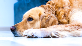 Dog Laying Down Next To Chair
