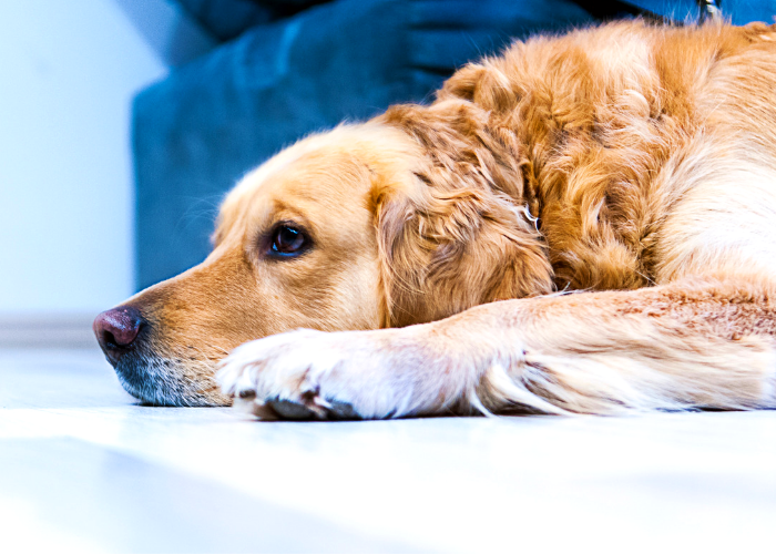 Dog Laying Down Next To Chair