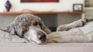 Poodle Sleeping On A Sofa