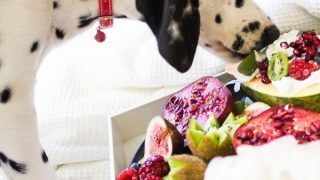 Dog sniffing fruits and vegetables
