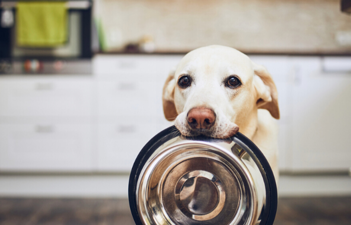 dog with food bowl how much should I feed dog