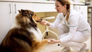 Dog Performing A Shake Trick For A Nurse