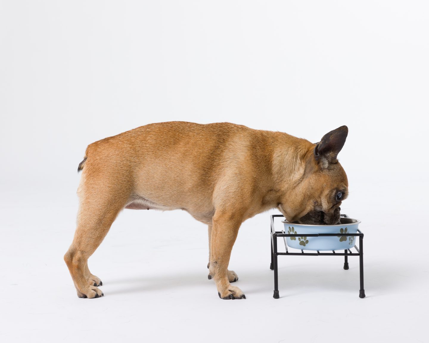 Assistive Devices for Dogs with Arthritis Canine Arthritis Resources and Education