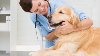 Veterinarian Performs Check Up On A Golden Retriever