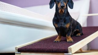 Dachshund On A Bedside Ramp To Prevent Back Injuries