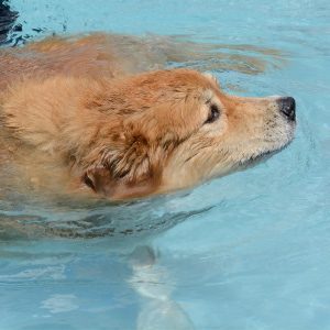 Golden Retriever In A Swimming Pool