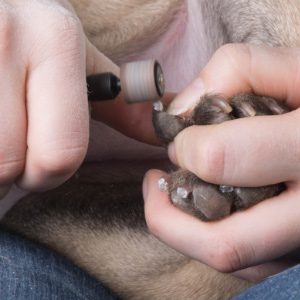 Dog Having Its Nails Cut With A Dremel