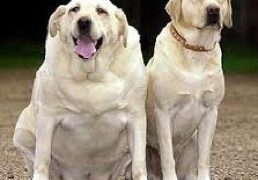 Yellow labs, one obese, one with a lead body condition
