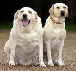 Yellow labs, one obese, one with a lead body condition