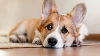 Corgi Laying On The Ground
