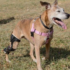 Assistive Devices for Dogs with Arthritis Canine Arthritis