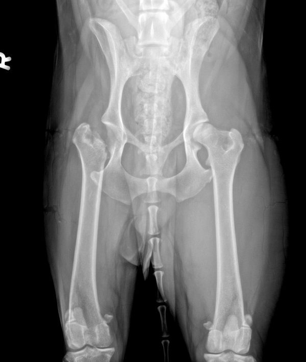 Early Diagnosis of OA: Identifying DODs | Canine Arthritis Resources ...