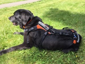 Harness for clearance dogs with arthritis