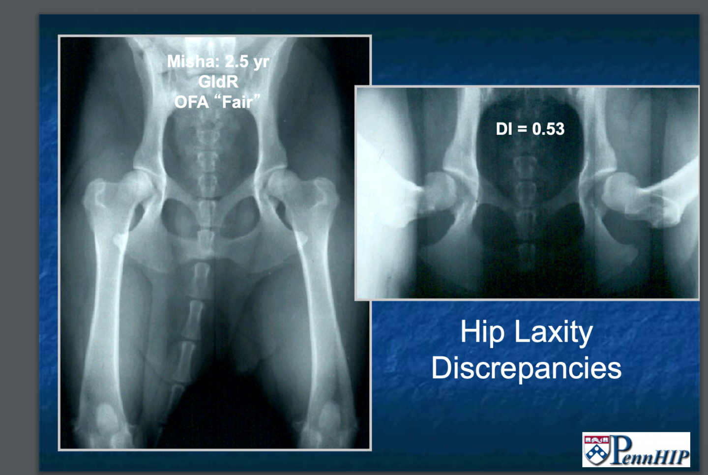 Early Diagnosis of OA Identifying DODs Canine Arthritis Resources and Education