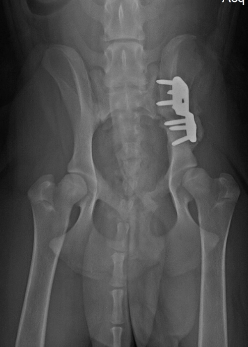 Early Diagnosis of OA Identifying DODs Canine Arthritis Resources and Education