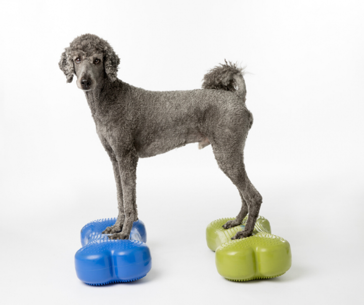 Overview of the role of rehabilitation for arthritis Canine Arthritis Resources and Education