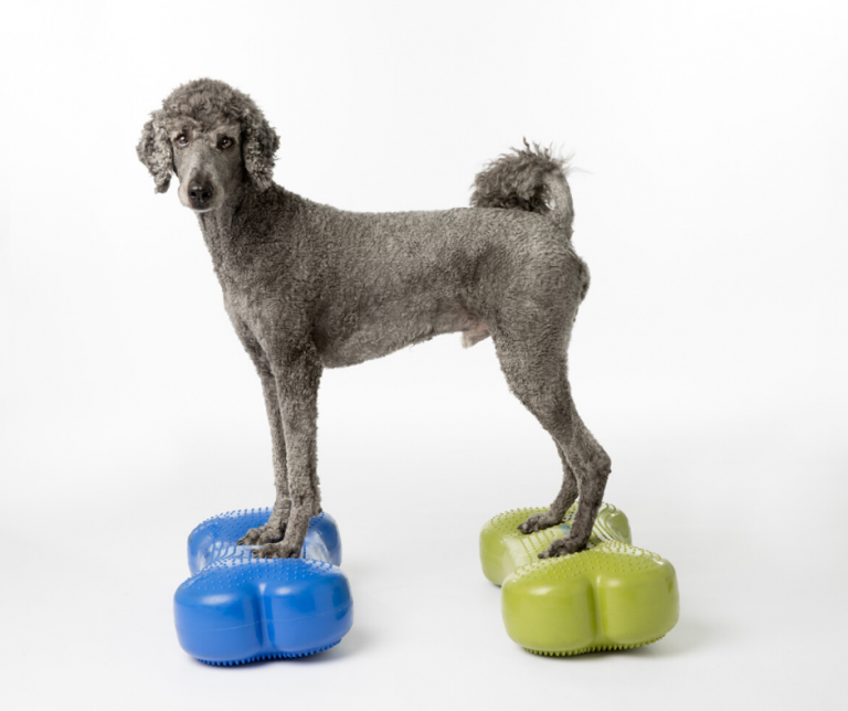 Overview of the role of rehabilitation for arthritis Canine Arthritis Resources and Education