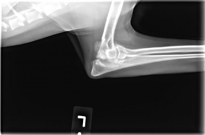 Early Diagnosis of OA: Identifying DODs | Canine Arthritis Resources ...