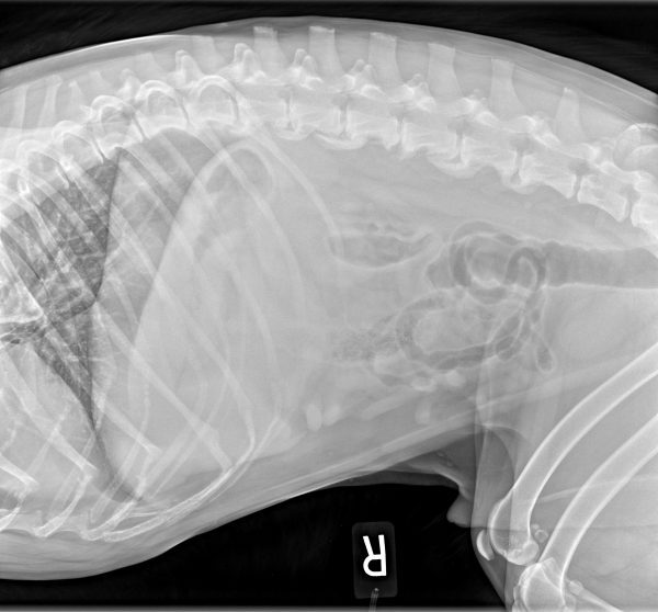 Early Diagnosis of OA Identifying DODs Canine Arthritis Resources and Education