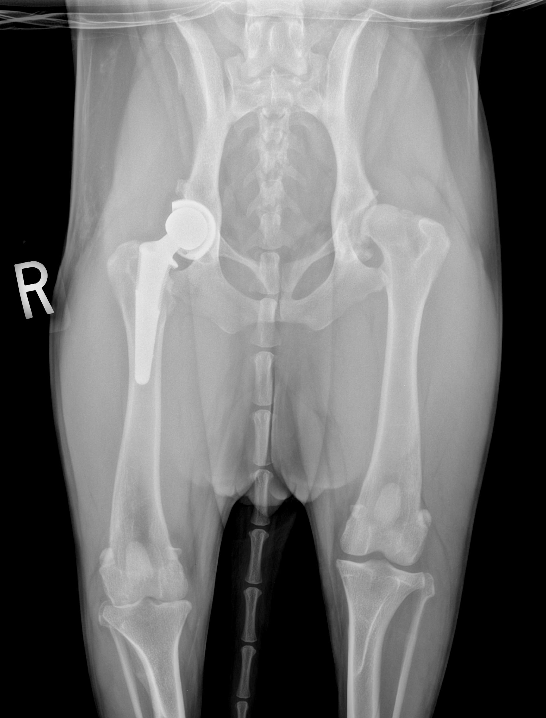 Early Diagnosis of OA: Identifying DODs | Canine Arthritis Resources ...