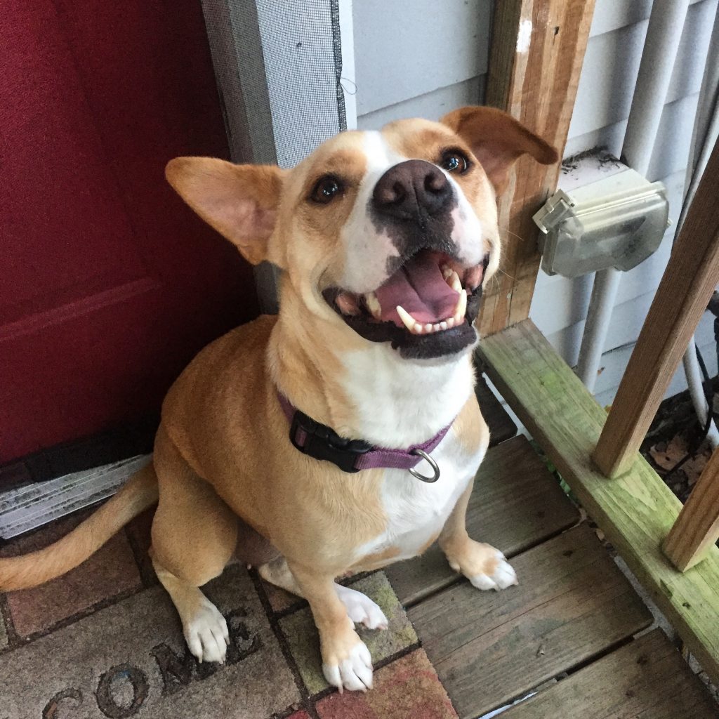 Dr. Kirkby Shaw Canine Arthritis Resources and Education