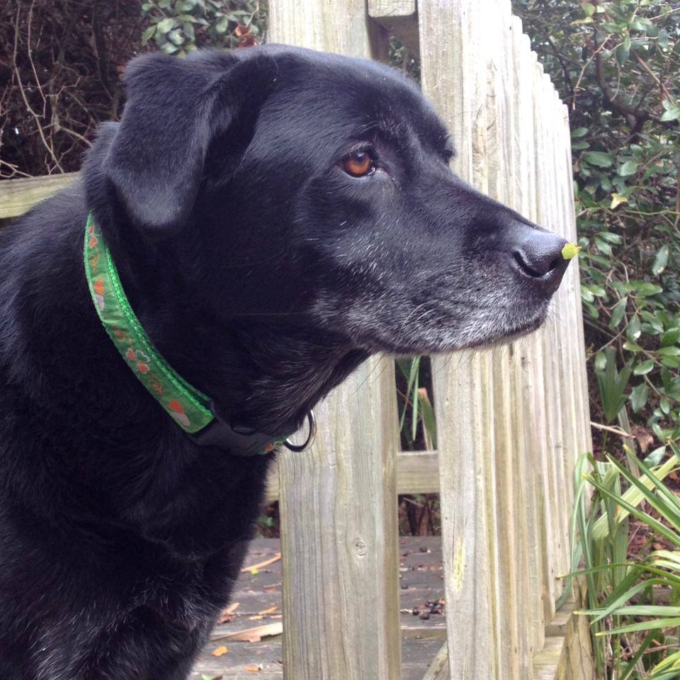 Dr. Kirkby Shaw Canine Arthritis Resources and Education