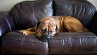 Xavier the Bullmastiff
